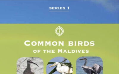 Common Birds of the Maldives Series1